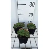 GRDplanten 6x Huislook - Sempervivum grandiflorum | 9x9 cm pot