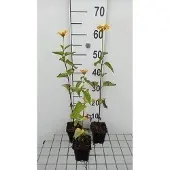 GRDplanten 6x Heliopsis - Heliopsis hel. 'Summer Sun' | 9x9 cm pot