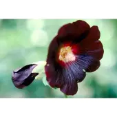 GRDplanten 6x Stokroos - Alcea rosea 'Nigra' | pot 9 x 9 cm
