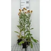 GRDplanten 6x Zonnekruid - Helenuim hybr. 'Wesergold' | 9x9 cm pot