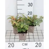 GRDplanten 6x Olifantenslurfvaren, Aziatische Niervaren - Dryopteris cycadina ( atrata) | 9x9 cm pot