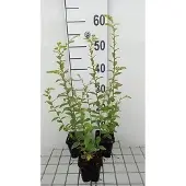 GRDplanten 6x Guldenroede - Solidago rugosa | 9x9 cm pot
