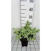 GRDplanten 6x Dovenetel - Lamium mac. 'White Nancy' | 9x9 cm pot