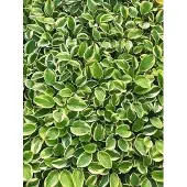 GRDplanten 6x Hartlelie - Hosta hybr. 'Brim Cup' | 9x9 cm pot