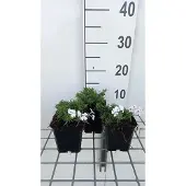 GRDplanten 6x Vlambloem - Phlox (s) 'Amazing Grace' | 9x9 cm pot
