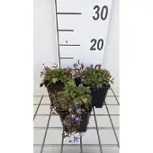 GRDplanten 6x Klokje - Campanula posch. 'Stella' | 9x9 cm pot