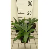 GRDplanten 6x Ooievaarsbek - Gentiana dahurica | 9x9 cm pot