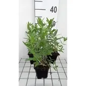 GRDplanten 6x Kattenstaart - Lythrum sal. 'Blush' | 9x9 cm pot