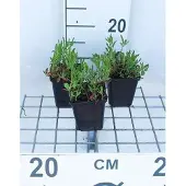 GRDplanten 6x Teunisbloem - Oenothera speciosa 'Siskiyou' | 9x9 cm pot