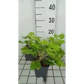 GRDplanten 6x Purperklokje - Heuchera hybr. 'Lime Rickey' | 9x9 cm pot