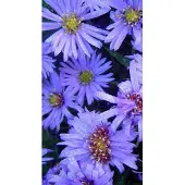 GRDplanten 6x Aster - Aster dum. 'Lady / Blue' | 9x9 cm pot