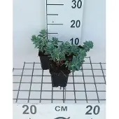 GRDplanten 6x Wolfsmelk - Euphorbia myrsinites | 9x9 cm pot