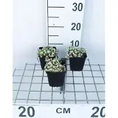 GRDplanten 6x Spinnenwebhuislook - Sempervivum arachnoideum | 9x9 cm pot