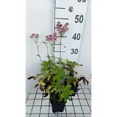 GRDplanten 6x Zeeuws knoopje - Astrantia maj. 'Rosea' | 9x9 cm pot