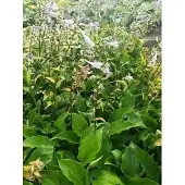 GRDplanten 6x Funkia - Hosta hybr. 'Invincible' | 9x9 cm pot