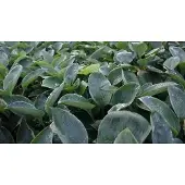 GRDplanten 6x Hartlelie - Hosta hybr. 'Blue Mammoth' | 9x9 cm pot