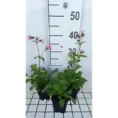 GRDplanten 6x Silene - Silene dioica | 9x9 cm pot