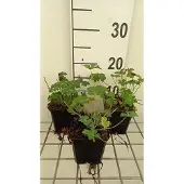 GRDplanten 6x Ooievaarsbek - Geranium cant. 'Berggarten' | 9x9 cm pot