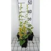 GRDplanten 6x Guldenroede - Solidago flex. 'Variegata' | 9x9 cm pot