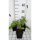 GRDplanten 6x Duizenknoop - Persicaria ampl. 'Red Baron' | 9x9 cm pot