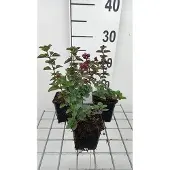 GRDplanten 6x Origanum - Origanum hybr. 'Rosenkuppel' | 9x9 cm pot