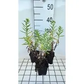 GRDplanten 6x Aster - Aster n.a. 'Herbstschnee' | 9x9 cm pot