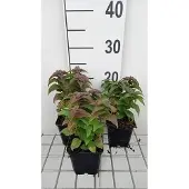 GRDplanten 6x Bergamotplant - Monarda hybr. 'Petite delight' | 9x9 cm pot