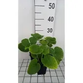 GRDplanten 6x Kaukasische vergeet-mij-nietje - Brunnera macr. 'Betty Bowring' | 9x9 cm pot