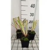 GRDplanten 6x Baardiris - Iris (germ.) 'Nel Jape' | 9x9 cm pot