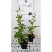 GRDplanten 6x Zonnehoed - Rudbeckia subtomentosa | 9x9 cm pot
