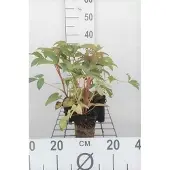 GRDplanten 6x Nieskruid - Helleborus argutifolius | 9x9 cm pot