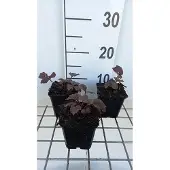 GRDplanten 6x Kijkblad - Rodgersia pinn. 'Chocolate Wings' | 9x9 cm pot