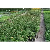 GRDplanten 6x Zonnehoed - Echinacea purp. Ruby Giant' | 9x9 cm pot