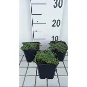 GRDplanten 6x Kruiptijm - Thymus praecox 'Minor' | 9x9 cm pot