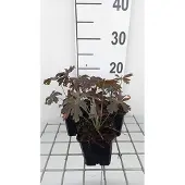 GRDplanten 6x Ooievaarsbek - Geranium macul. 'Espresso' | 9x9 cm pot