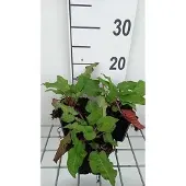 GRDplanten 6x Duizenknoop - Persicaria ampl. 'J.s. Caliente' | 9x9 cm pot