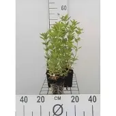 GRDplanten 6x Wederik - Lysimachia punctata | 9x9 cm pot