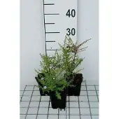 GRDplanten 6x Aster - Aster eric. 'Blue Star' | 9x9 cm pot