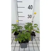 GRDplanten 6x Kogelbloem - Trollius europaeus | 9x9 cm pot