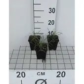 GRDplanten 6x Slangenbaard - Ophiopogon jap. 'Minor' | 9x9 cm pot
