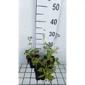 GRDplanten 6x Zeeuws knoopje - Astrantia maj. 'Snowstar' | 9x9 cm pot