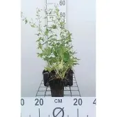 GRDplanten 6x Ooievaarsbek - Geranium phaeum 'Album' | 9x9 cm pot
