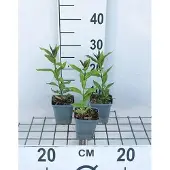 GRDplanten 6x Vlambloem - Phlox (p) 'Europa' | 9x9 cm pot