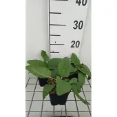 GRDplanten 6x Veldsalie - Salvia prat. 'Swan Lake' | 9x9 cm pot