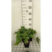 GRDplanten 6x Perzische muts - Tiarella hybr. 'Sugar & Spice' | 9x9 cm pot