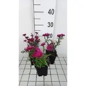 GRDplanten 6x Aster - Aster n.b. 'Royal Ruby' | 9x9 cm pot