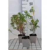GRDplanten 6x Wolfsmelk - Euphorbia polychroma | 9x9 cm pot