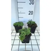 GRDplanten 6x Vlambloem - Phlox (s) 'Snowflake' | 9x9 cm pot