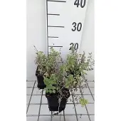 GRDplanten 6x Kattekruid - Nepeta faas. 'Alba' | 9x9 cm pot