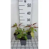 GRDplanten 6x Schildpadbloem - Penstemon hybr. 'Winter Star' | 9x9 cm pot